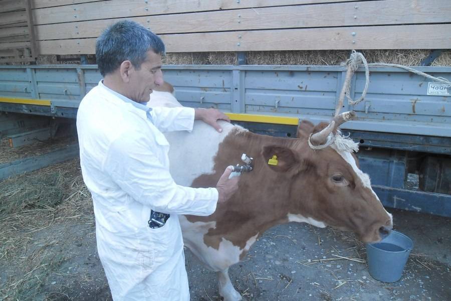 Гиподерматоз (подкожный овод) у крупного рогатого скота: диагностика, симптомы и лечение