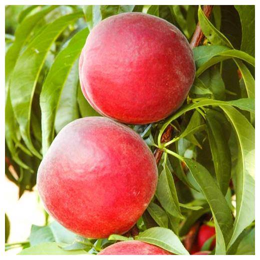 Персик бархатный — описание сорта и отзывы садоводов