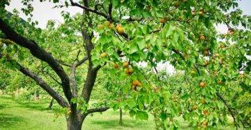 Семь причин, почему не плодоносит абрикос
