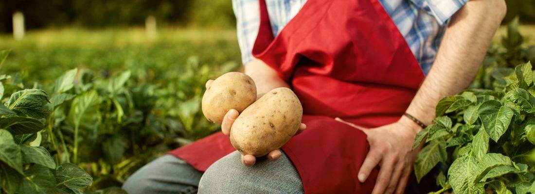 Обработка картофеля от проволочника при посадке: рейтинг эффективных средств