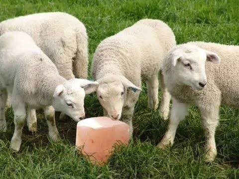 Отравление крс (овец, коз, коров): симптомы и лечение