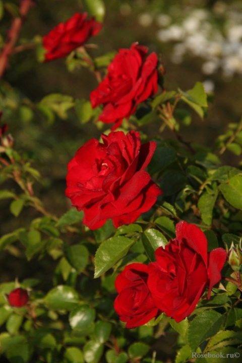 Лучшие сорта красных плетистых роз — фото-каталог