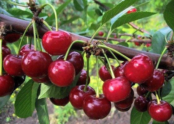 Описание и характеристика самоплодных сортов вишни
