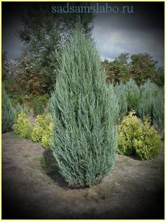 Можжевельник скальный скайрокет (juniperus scopulorum skyrocket)