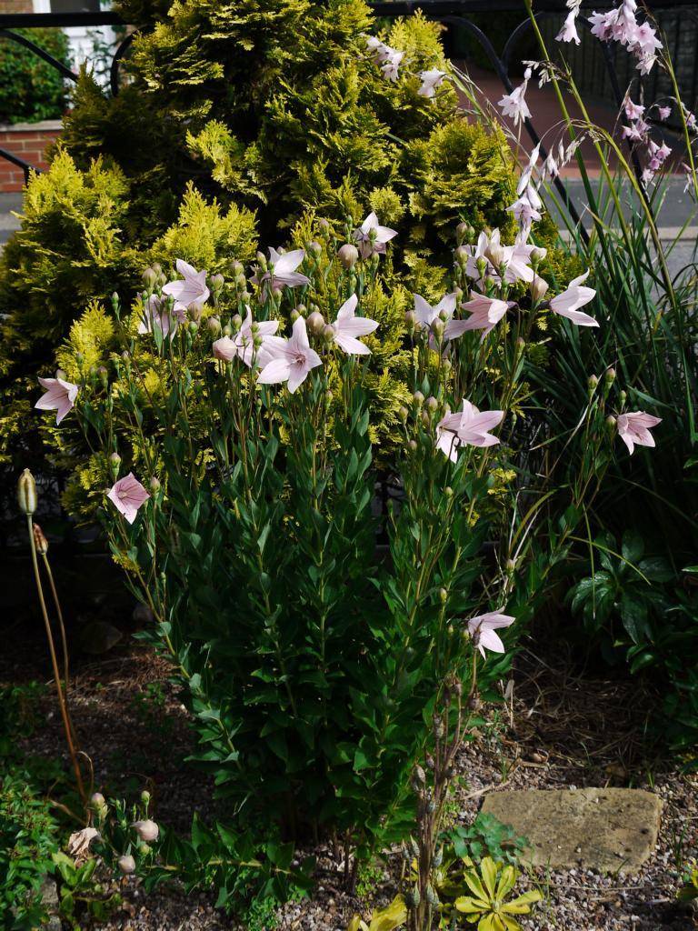 Цветок платикодон: посадка и уход в открытом грунте, фото, выращивание из семян