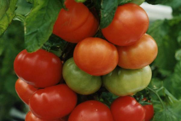 Томат "красная шапочка": характеристика, описание сорта, выращивание и фото помидоров