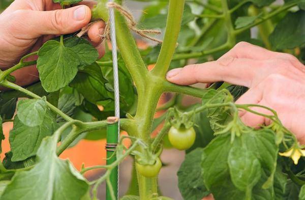 Помидоры (томаты) черри: выращивание и уход в теплице, пасынкование