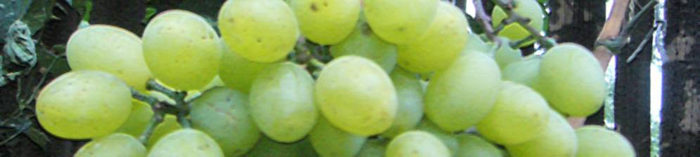 Виноград «подарок запорожью»: особенности и уход