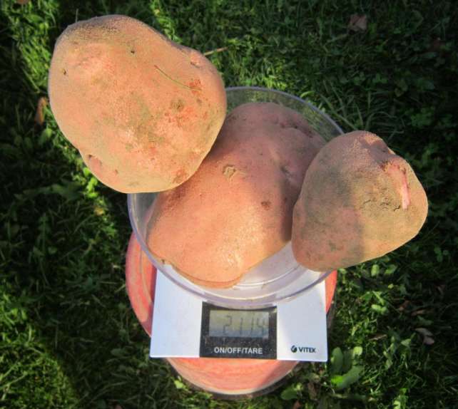 Отличительные характеристики сорта картофеля ирбитский и особенности его выращивания