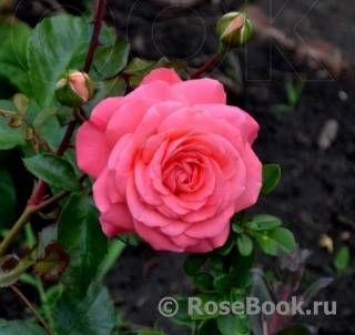 Роза абрахам дерби (английский сорт) - описание, условия выращивания
