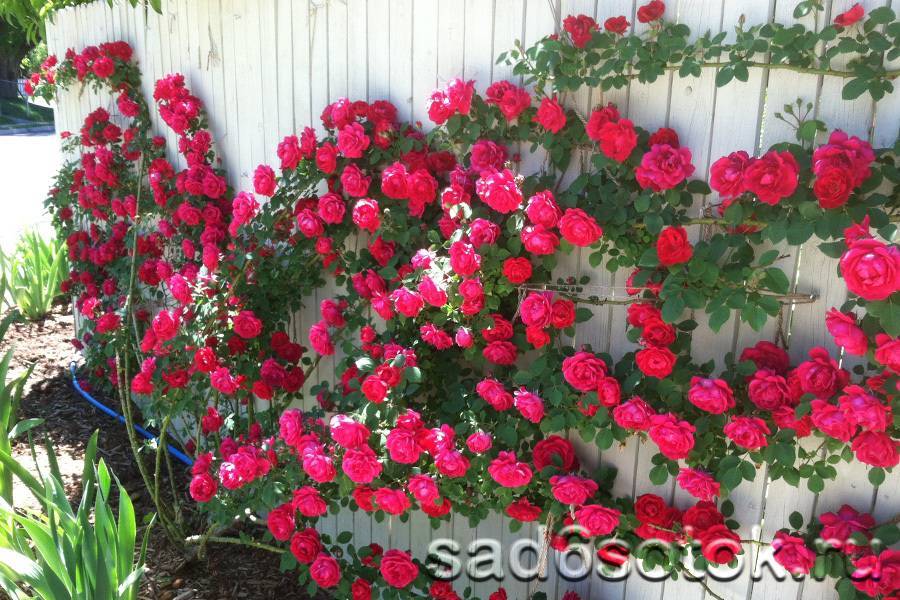 Плетистые розы: посадка и уход в открытом грунте, сорта