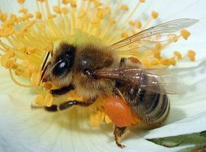 Предназначение рабочих пчёл