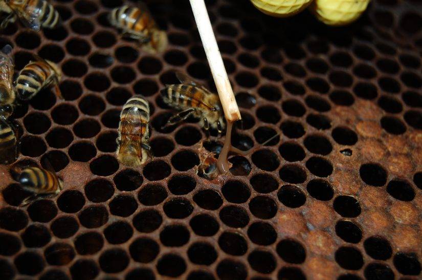 Аскосфероз пчел – признаки и лечение известкового расплода