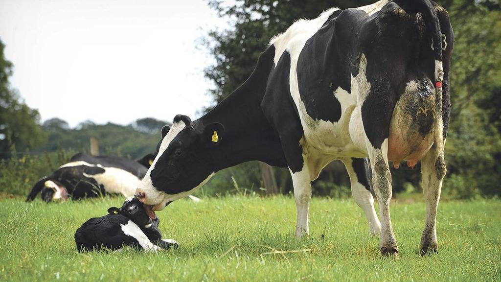 Почему корова не жует жвачку и не ест? что делать?
