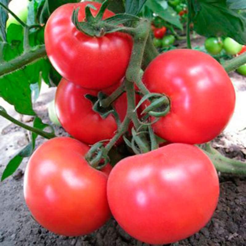 Характеристика и описание сорта томата семейный, его урожайность