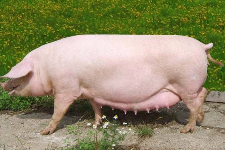 Ландрас порода свиней: характеристика, фото, особенности содержания и разведения