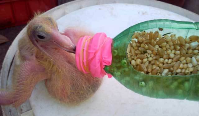 Чем можно и чем нельзя кормить голубей в домашних условиях