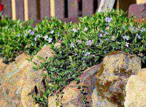 Барвинок – многолетнее травянистое растение для открытого грунта: фото,  описание цветка, видео выращивания, посадки и ухода