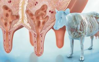 Лечение оспы у коров