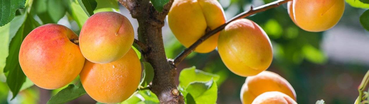 Плодоношение абрикоса: проблемы и их решение