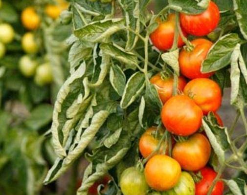 Почему у помидоров скручиваются листья в теплице
