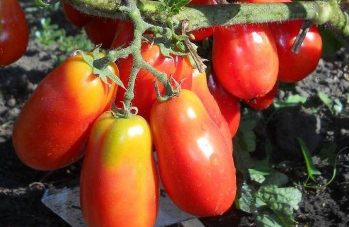 Помидоры «хохлома»: описание сорта, агротехника выращивания
