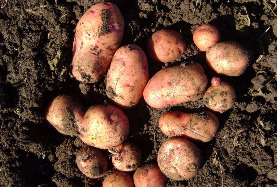 О картофеле гала: описание семенного сорта картофеля, характеристики, агротехника,