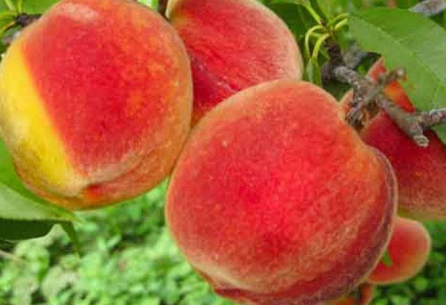 Достоинства и недостатки сорта персиков гринсборо, отзывы и фото