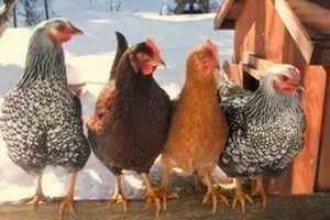 Мясо-яичные породы куриц: фото с описанием направлений разведения для бизнеса в домашних условиях лучших видов цыплят, основные названия кроссов в россии