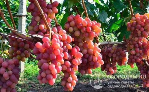 Виноград анюта: агротехнические особенности, описание сорта