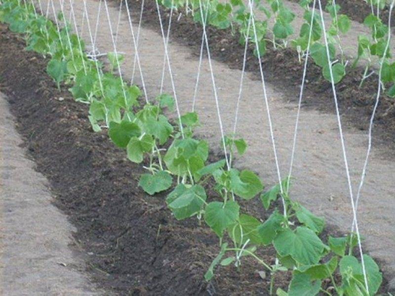 Выращивание огурцов: когда сеять рассаду для теплицы и парника