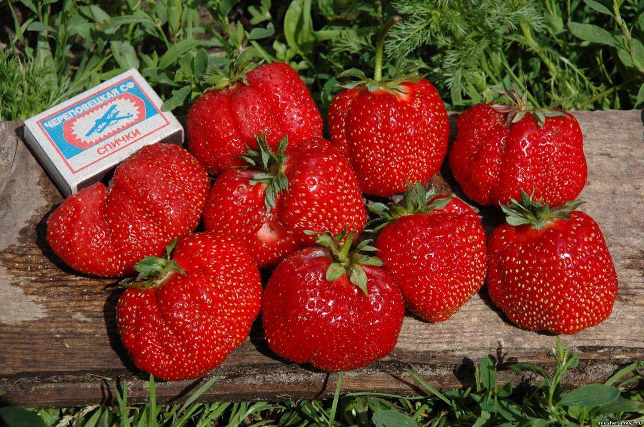 Клубника соловушка: описание, характеристика ягод, выращивание, отзывы, видео, фото