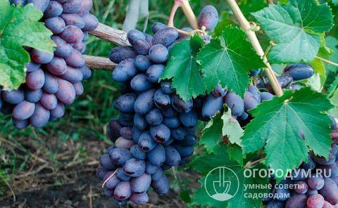 Виноград кубань – новый российский сорт винограда