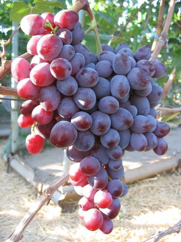 Описание винограда низина, особенности выращивания, преимущества и недостатки сорта
