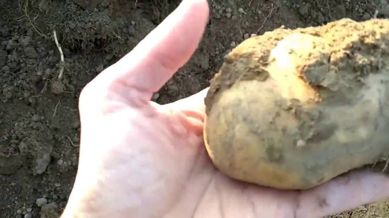 Описание картофеля сорта Тайфун