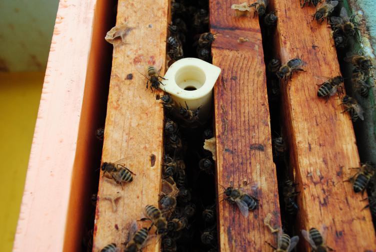 Как вывести матку пчелы? - общая информация - 2020