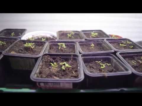 Выращивание портулака из семян: когда сажать?