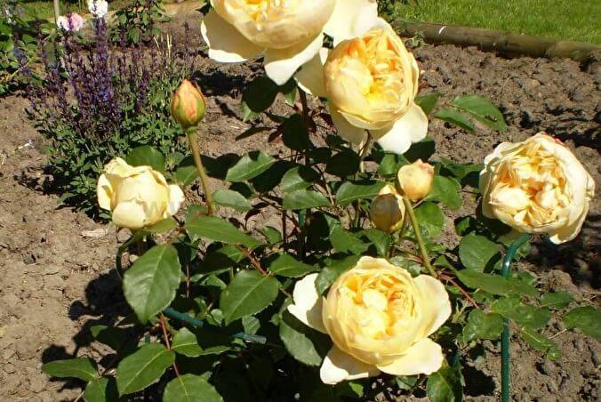 Английская парковая роза остина roald dahl (роальд даль)