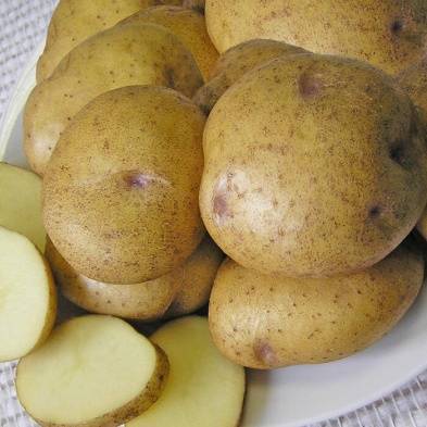 Картофель колобок: характеристика сорта, урожайность, особенности выращивания