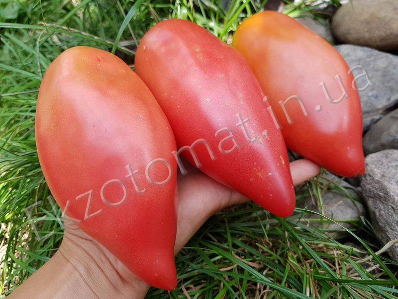 Cорта «минусинских» томатов
