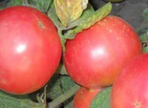 Особенности агротехники томатов сорта демидов