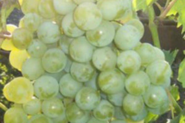 Сорт винограда дружба: описание, особенности ухода и выращивания