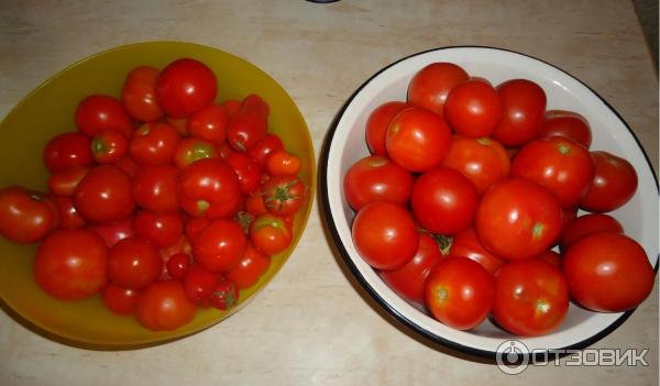 Крайний север — томат для регионов рискованного земледелия
