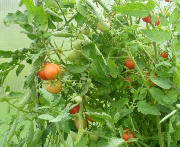 Помидоры столыпин : описание сорта, агротехника выращивания