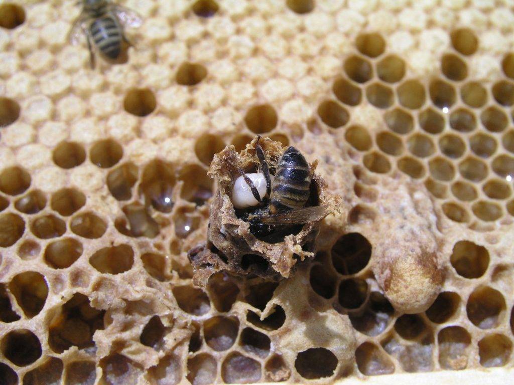 Интересные факты о пчёлах, организация пчелиного улья, разведение пчел
