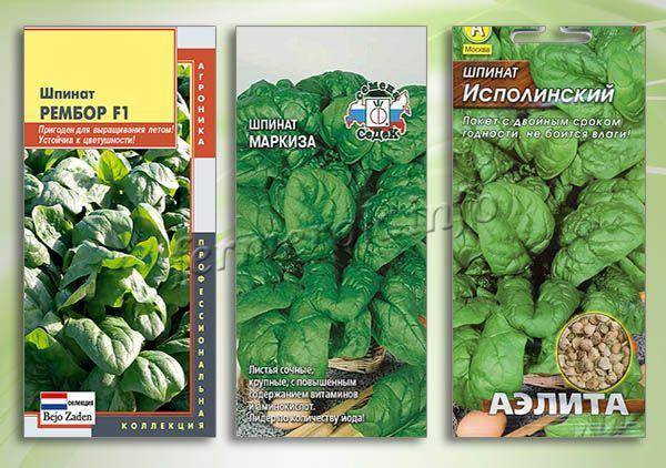 Подробные советы о том, как сажать шпинат в открытый грунт семенами и рассадой