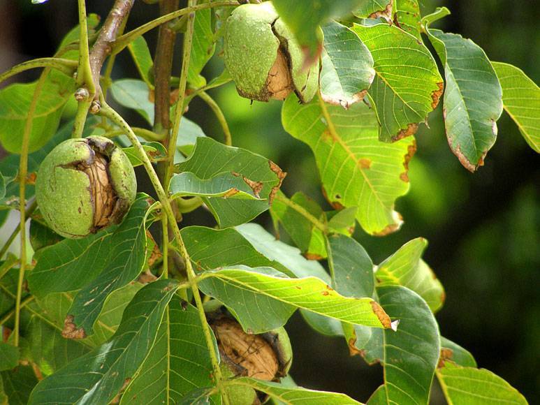 Листья грецкого ореха: как сушить и в каких целях употреблять