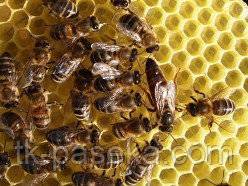 Карпатская порода пчел: характеристика, описание содержания, отзывы