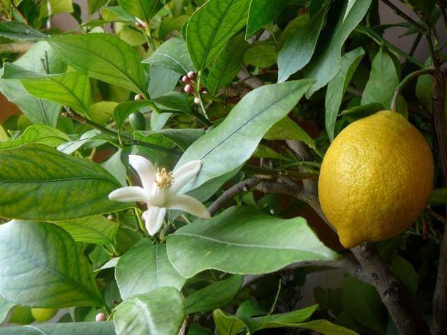 Размножения лимонного дерева черенками в домашних условиях