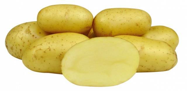 Сорт картофеля «ред леди»: характеристика, описание, урожайность, отзывы и фото